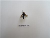 藏品(膜翅目(蜂))的圖片